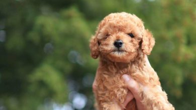 ddhpoodletoyizmir.com2